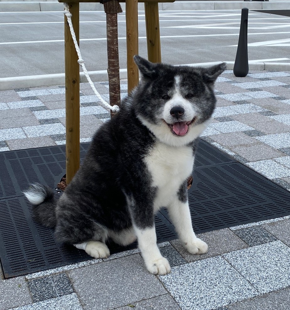 むぐ　秋田犬　10歳 　♂